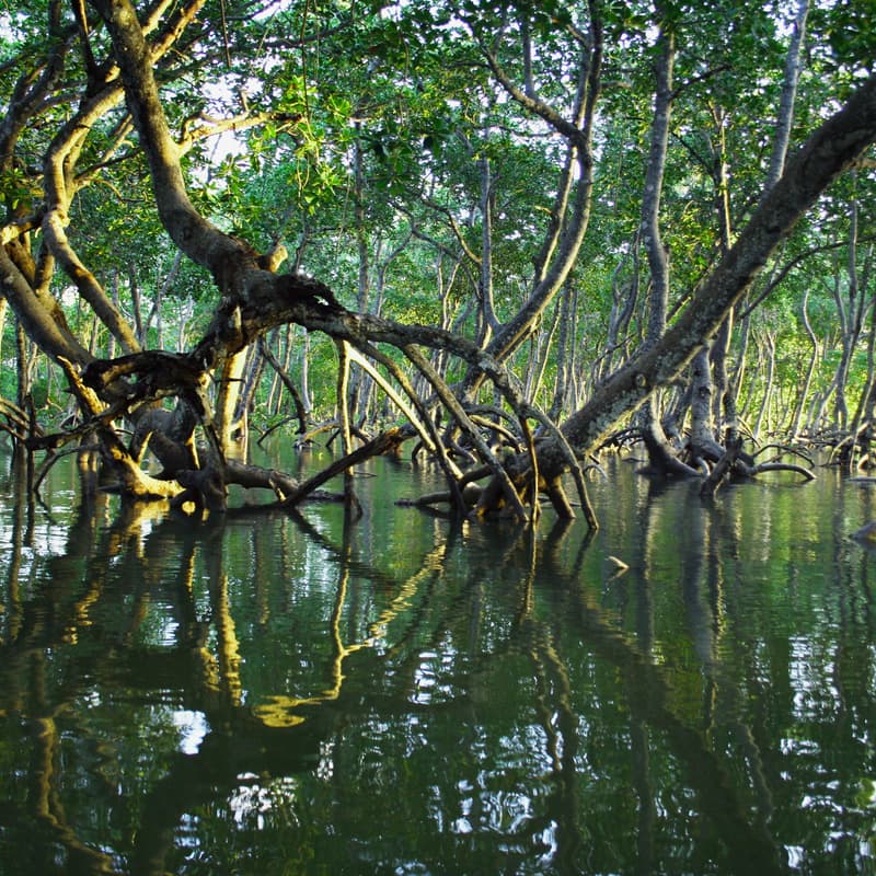 Cover Image for Mangrove Walk