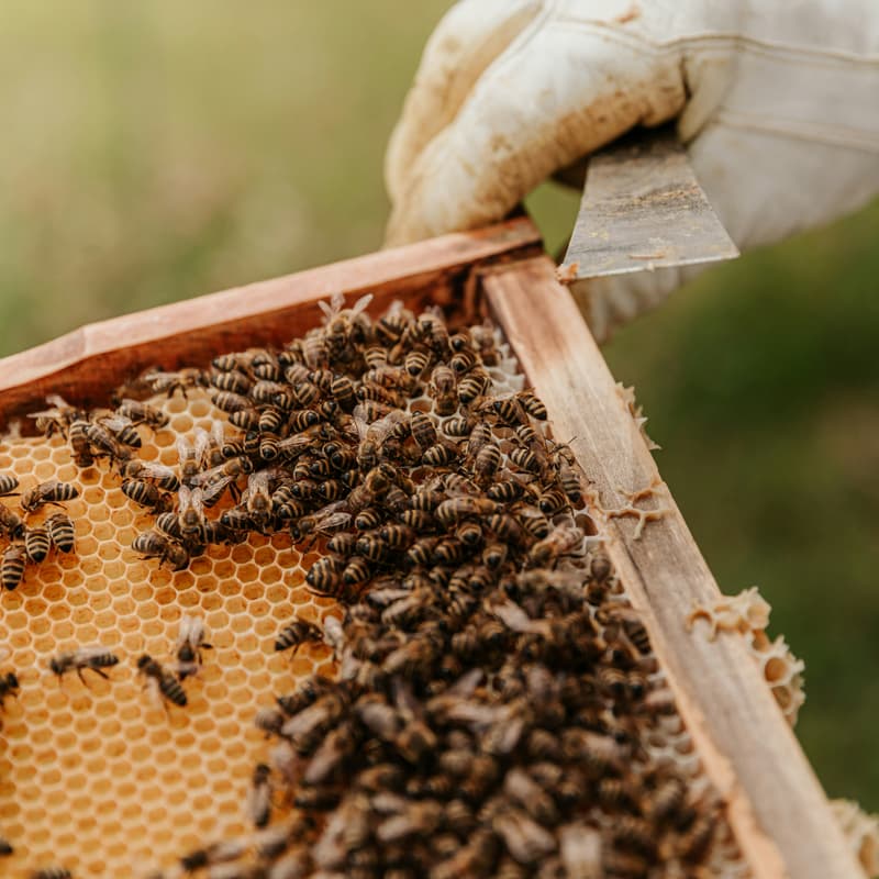 Cover Image for Introduction to Beekeeping - with Kamiti
