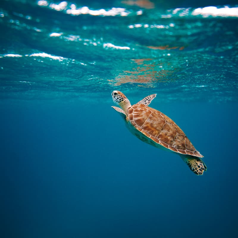 Cover Image for Oceans as a Focal Point for NYC's Climate Future, a Targeted Brainstorming Session