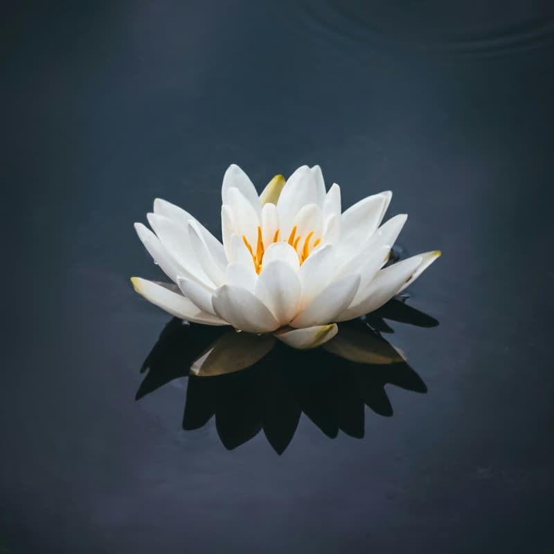 Cover Image for AI Walks - DCA - Lotus Edition 🪷