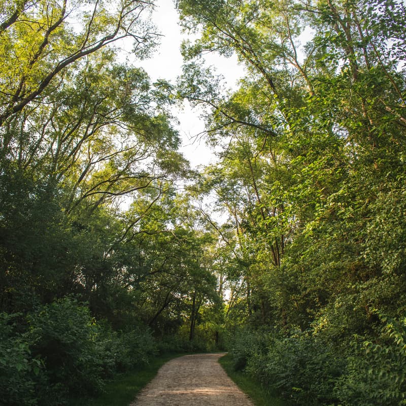 Cover Image for Mindfulness Walk in Pioneer Park
