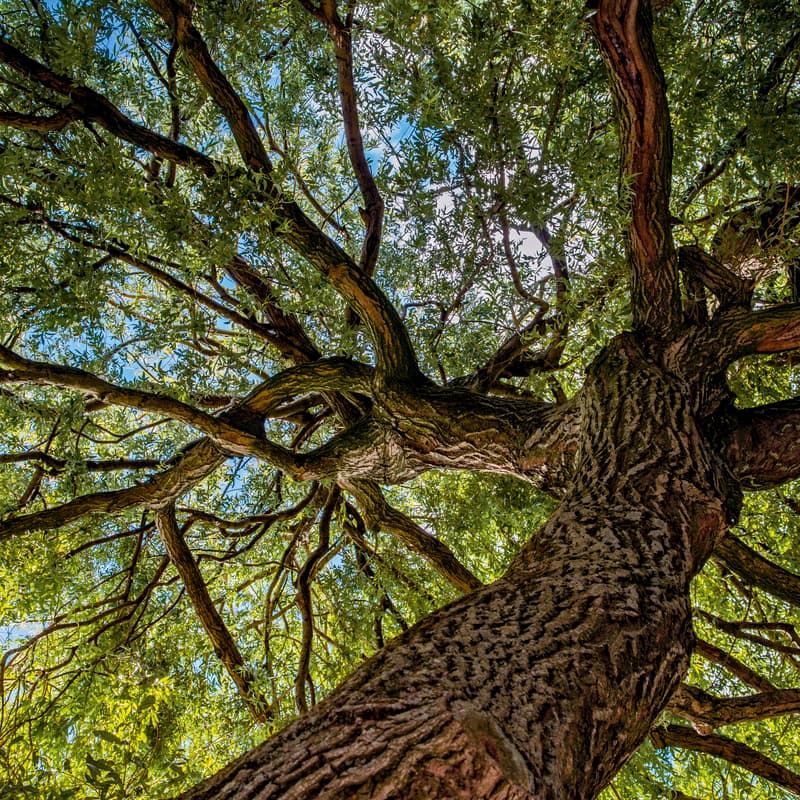 Cover Image for WOVEN BRANCHES Creativity Workshop - Connecting to the Creative Ecosystem