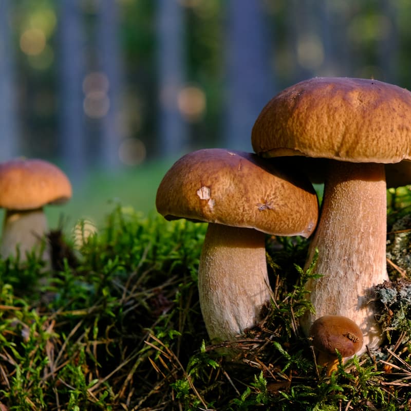 Cover Image for Pilztour / Wild mushroom tour (DE/EN)