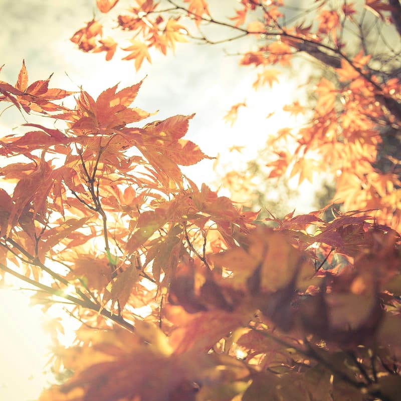 Cover Image for Autumn Equinox: A Yoga Practice of Balance & Centering