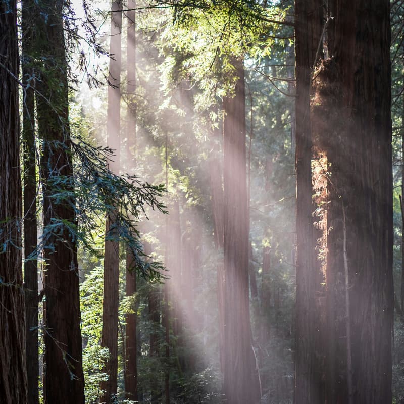 Cover Image for East Bay Easter Redwoods Hike