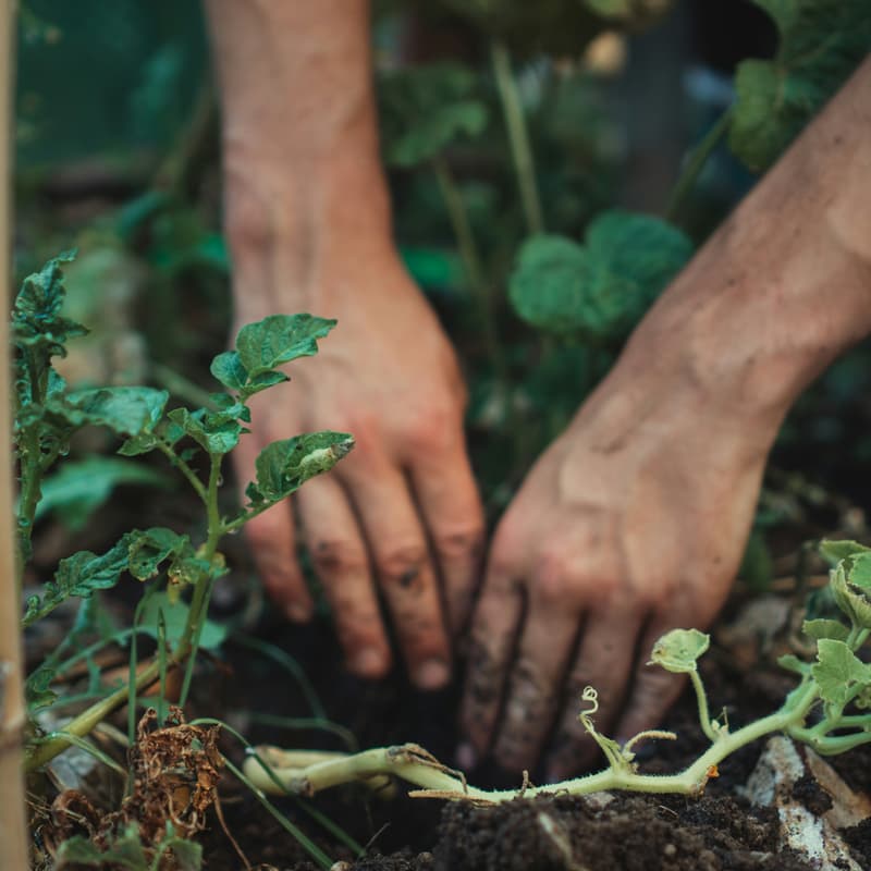Cover Image for Weeding Wednesday