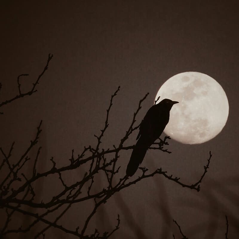 Cover Image for Halloween Super Full Moon Walk