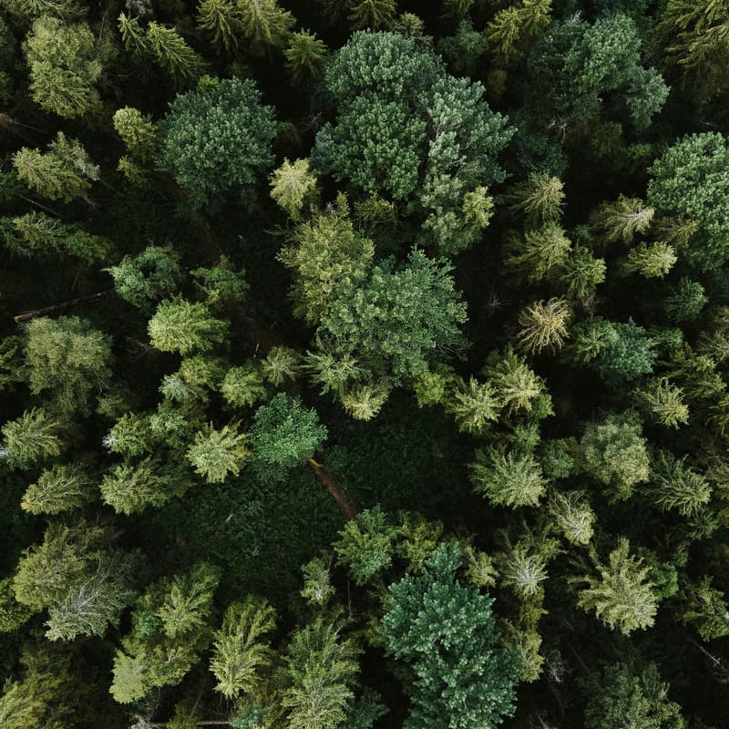 Cover Image for Forest and Friends - September 19, 2024