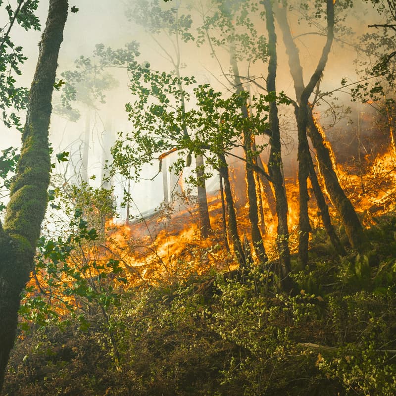 Cover Image for Conservation Finance for Bushfire Risk Reduction: An Introduction to Blue Forest