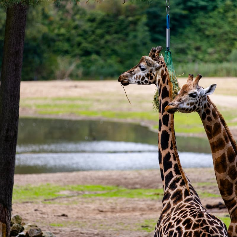 Cover Image for Grateful Giraffe // Intros.ai Pilot