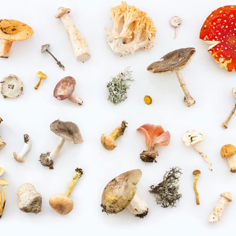 Cover Image for Learn a Skill with Mariana: Mushroom Foraging