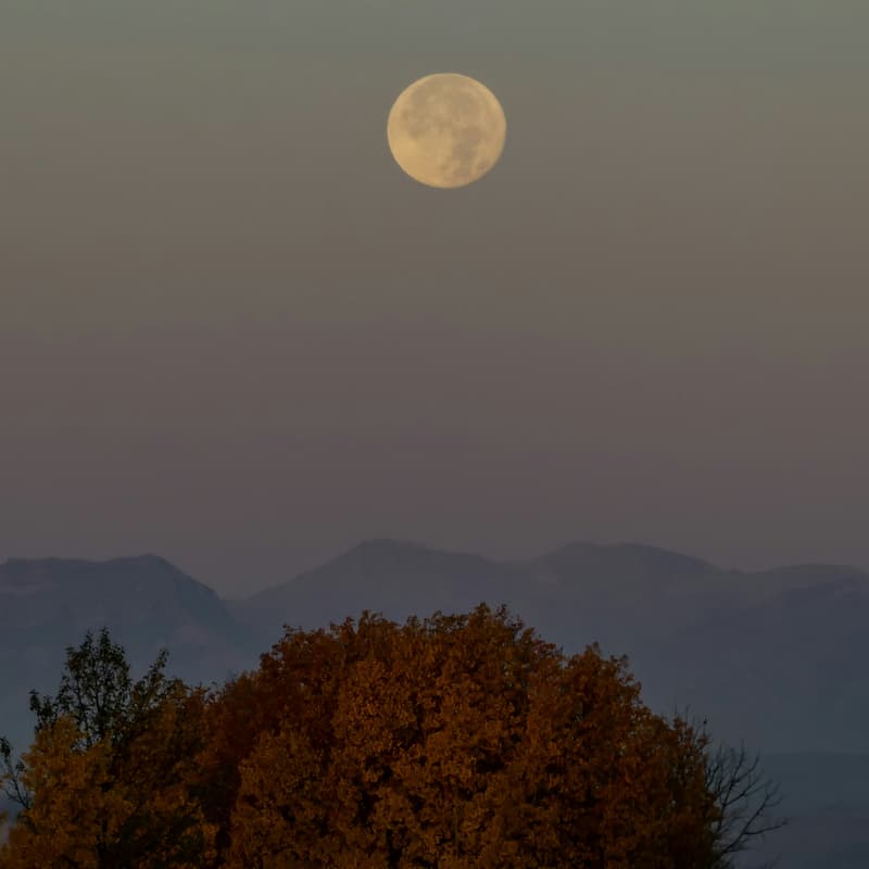 Cover Image for Harvest Moon Picnic & Night Stroll - Texas