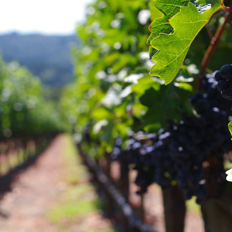 Cover Image for Family Offices & CRE Titans Tour Napa Valley