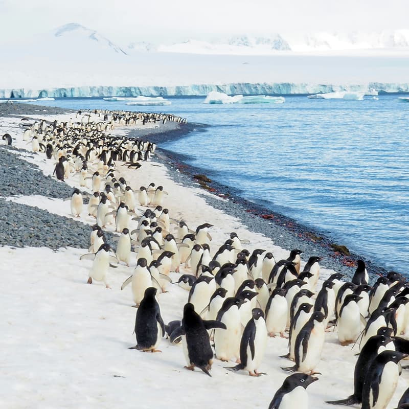 Cover Image for Agent Singularity Antarctica (Cancelled)