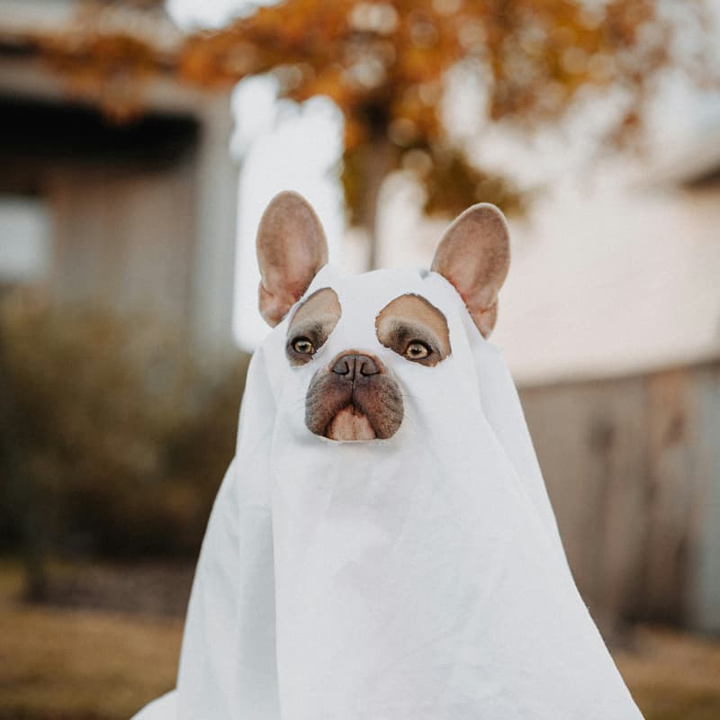 Cover Image for Dog Walk with City Girls