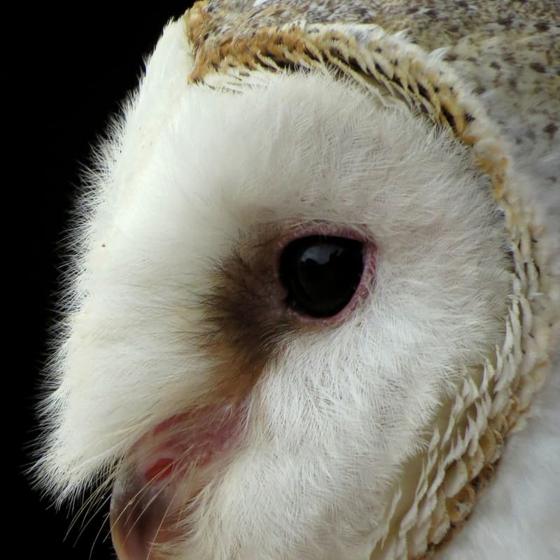 Cover Image for Owl Moon Annual Festival (Boyds, MD)