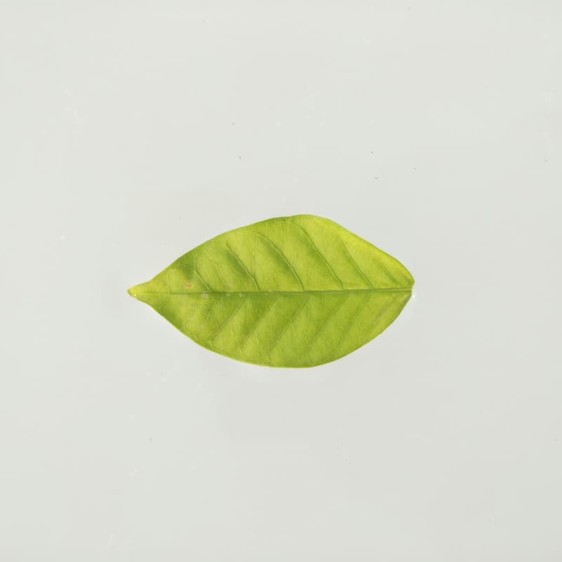 Cover Image for Mulch Social #2: A Green Gathering
