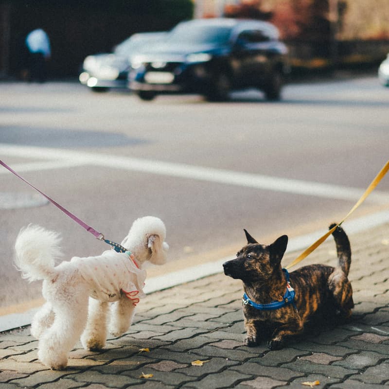 Cover Image for City Dogs Walk | 1.6 km (Coffee + Walk + Park Playtime)