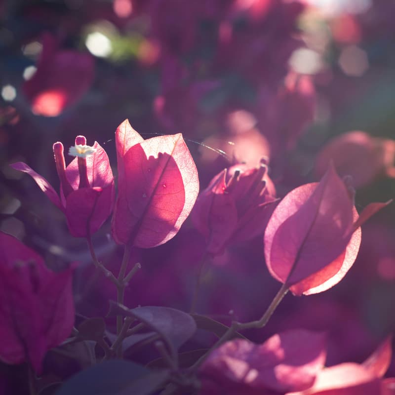 Cover Image for Flourishing February Unconference