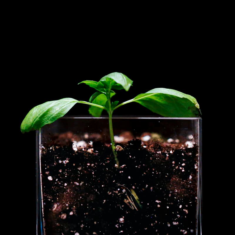 Cover Image for Engineering Nature: Soil Ecosystems as Critical Infrastructure