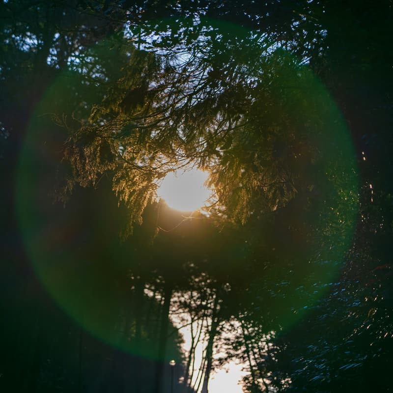 Cover Image for Bringing Into Being: Writing & Movement Meditation