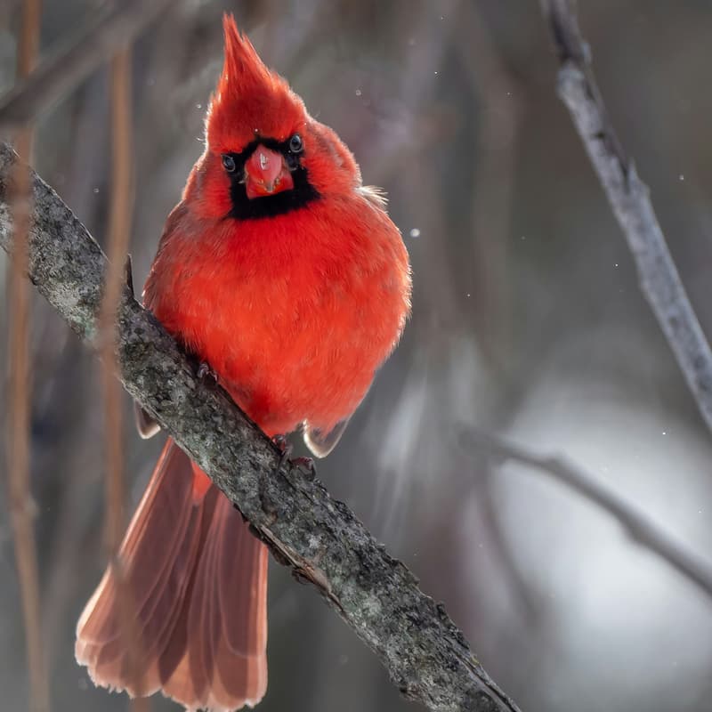 Cover Image for Watercolor Birds Workshop