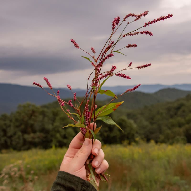 Cover Image for Cocktails, Folktales & Foraging with Sand River - meet at The Last Judgment.