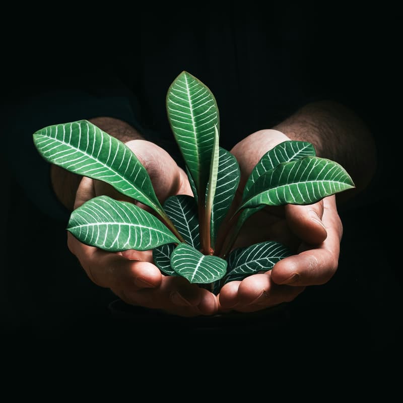 Cover Image for Unlocking Value through Sustainability: How Sustainability drives Value Protection & Creation for Companies