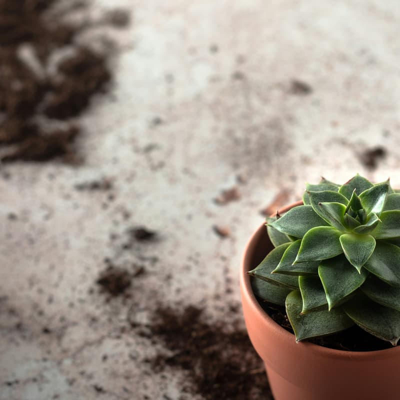 Cover Image for Sip, Paint & Plant