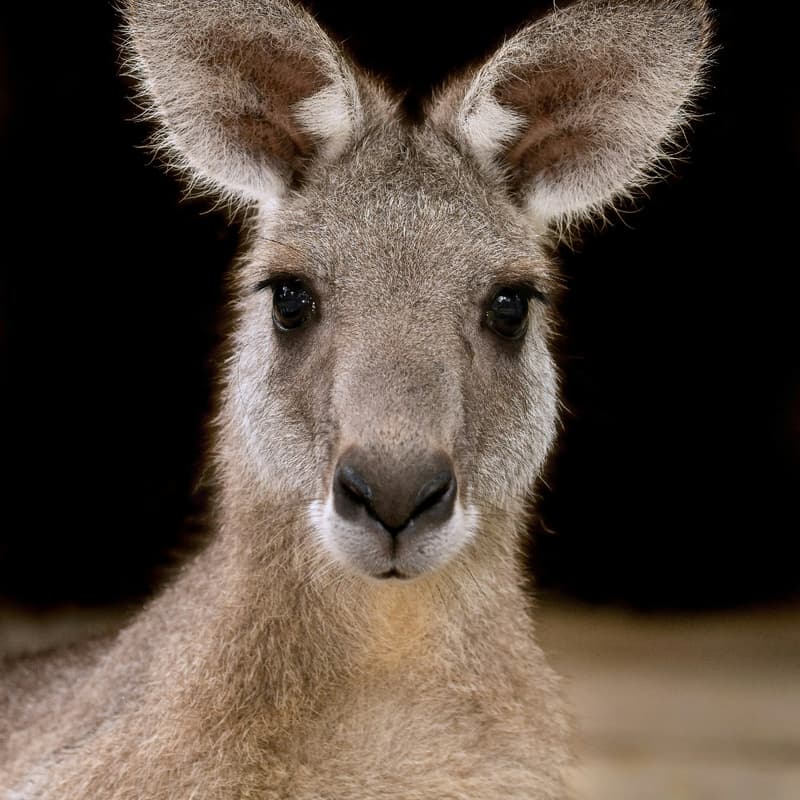 Cover Image for PauseAI Australia - April online meetup