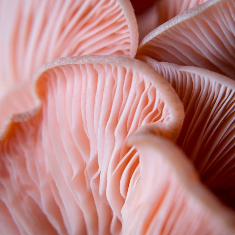 Cover Image for Microdosing mushrooms 101: Where to begin safely