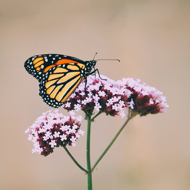 Cover Image for The Chrysalis of Grief