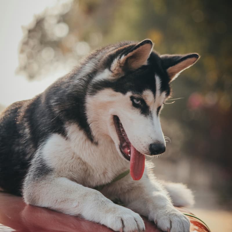 Cover Image for Dog Foster/Adoption | South LA Shelter