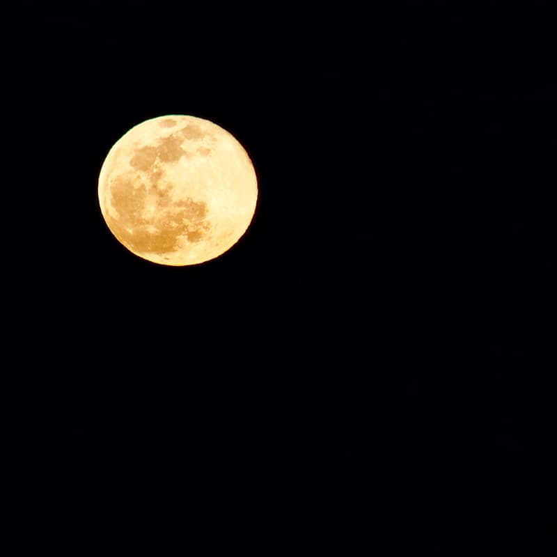 Cover Image for Wolf Full Moon Walk