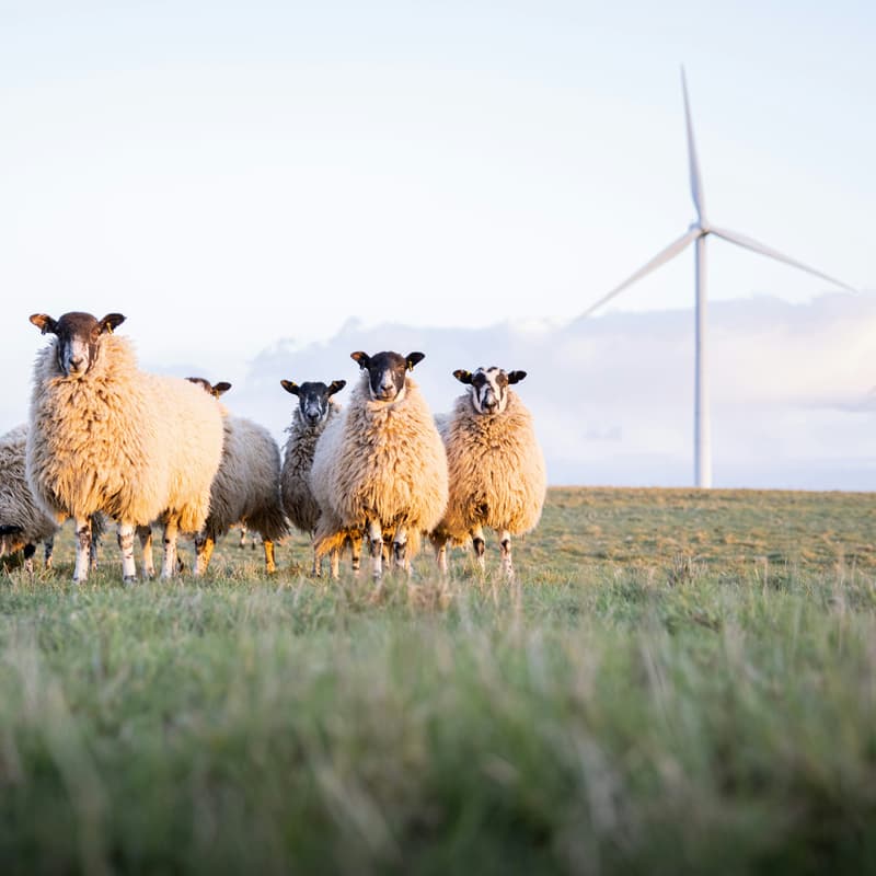 Cover Image for Wind Farm Design 101