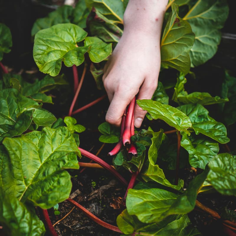 Cover Image for Rooted in Service