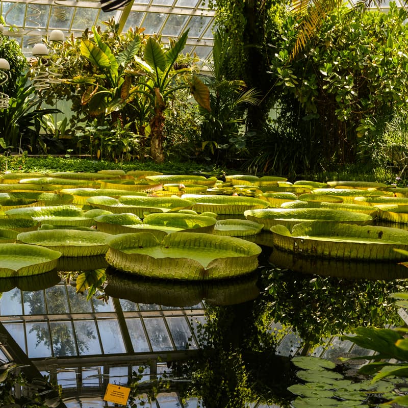 Cover Image for Hortus Wandeling Planten & Planeten