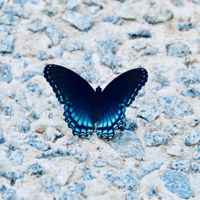 Cover Image for AT Protocol Berlin 🦋 October 2024