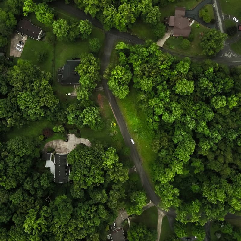 Cover Image for Into the Hidden Forests