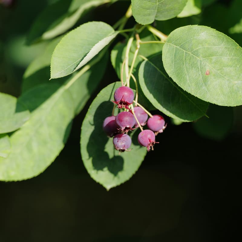 Cover Image for Summer Plant Identification Walk