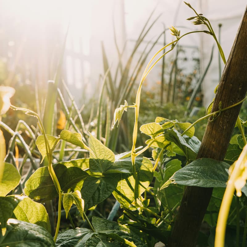 Cover Image for Green Drinks KL: Permaculture and the Future of Food