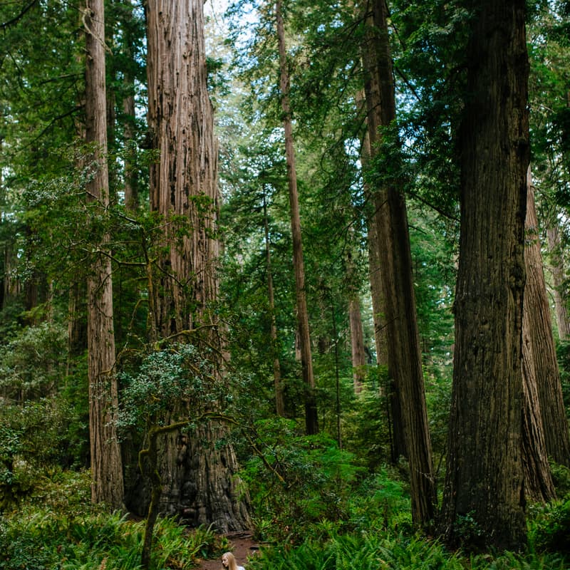 Cover Image for Redwood Regional in Oakland