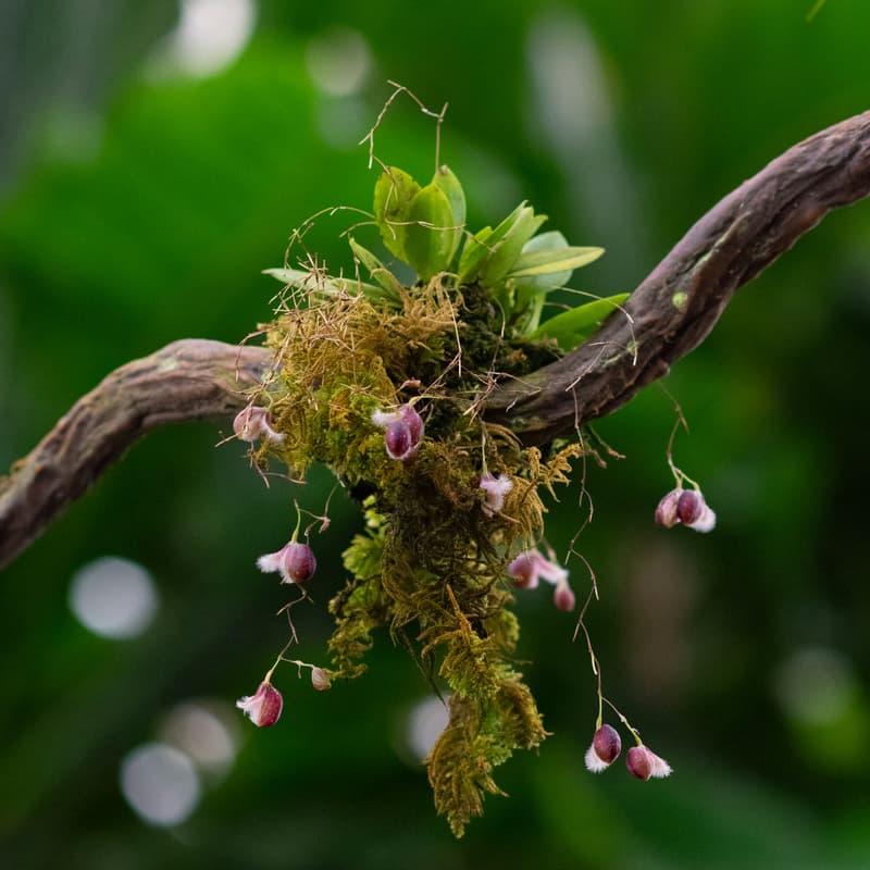 Cover Image for 🌿 Lagunita BioBlitz
