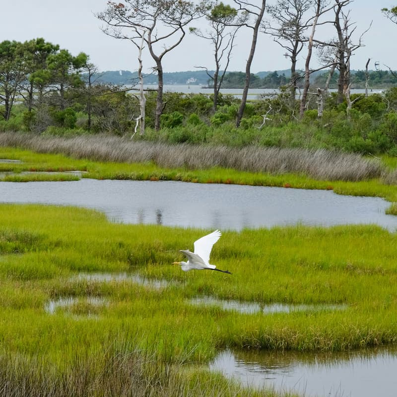 Cover Image for Birdwalk + Networking