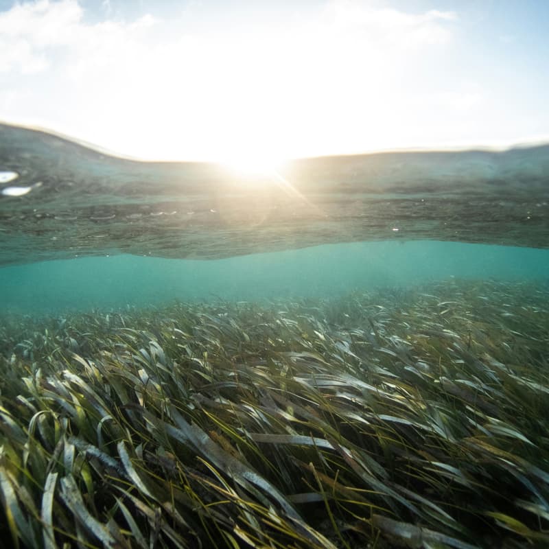 Cover Image for The Whole Ocean: Systems, Tech & Investment in Nature