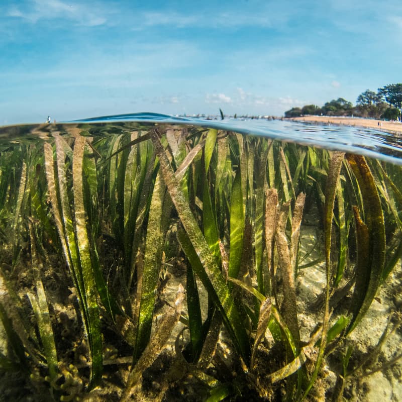 Cover Image for From Commitment to Implementation: The Bahamas Leading the Way on Article 6 and Blue Carbon