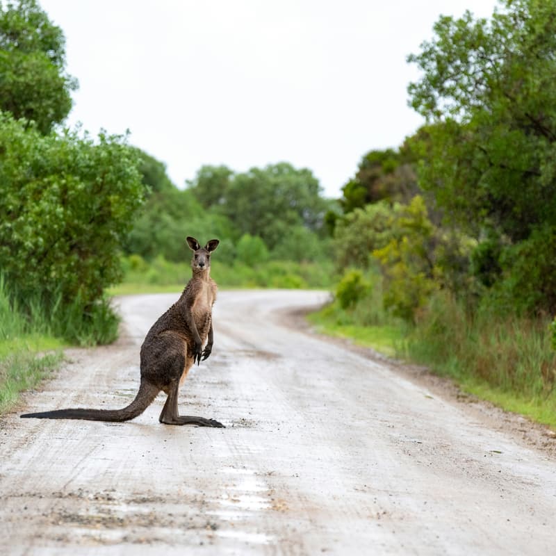 Cover Image for October Open meeting - Pause AI Australia