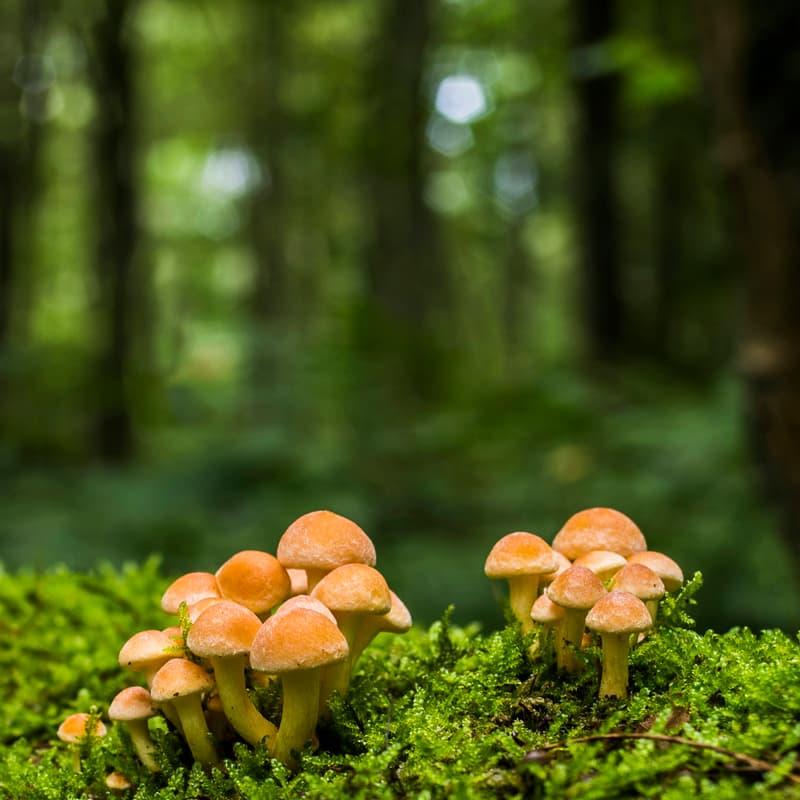 Cover Image for Forest Bathing+ session at Hatfield House