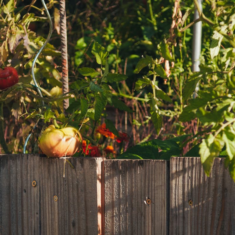 Cover Image for Queer Composting, Gardening, and Trivia! - California