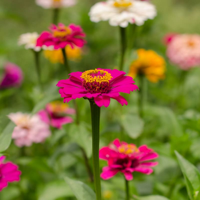 Cover Image for 🌸 Zinnia Harmonies | A Summer Evening Guided Sound Journey